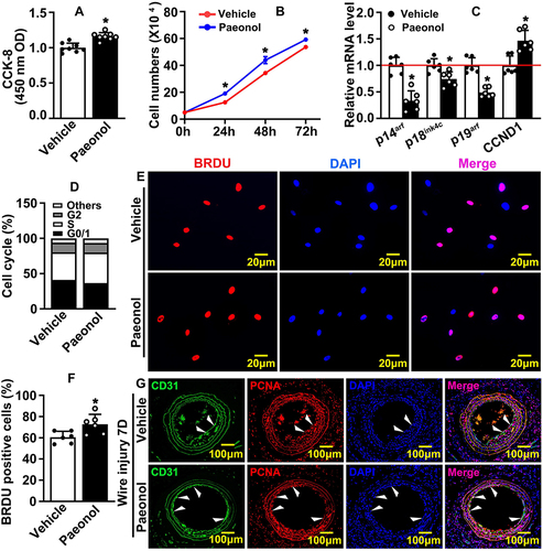 Figure 2 Paeonol promotes vascular endothelial cell proliferation. (A) CCK-8 Assay detecting HUVEC viability and proliferation after Paeonol (10 μM) treatment for 24 hours (n=8). (B) Cell numbers at different time points (24 hours, 48 hours, 72 hours) after HUVEC-Cs treated with Paeonol (n=6). (C) Real Time PCR detected mRNA expression levels of cell cycle-related genes (n=6). (D) HUVEC-Cs were treated with Paeonol for 48 hours. Cell cycle analyzed using flow cytometry analysis after Propidium Iodide (PI) staining (n=5). (E) BRDU incorporation assay performed to evaluate incorporation of BRDU into HUVECs (Scale bar: 20 μm). (F). Quantification of BRDU positive cells (n=6). (G) IF staining against CD31 and PCNA antibodies on slides after Paeonol treatment for 7 days (Scale bar: 100 μm. White triangles represented the positive signal of specific antibodies). Quantitative data presented as mean ± SEM, *P < 0.05 was considered significant.