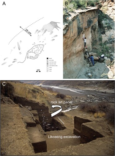 Figure 7. Rock art (a & b) and excavated archaeology (c) at Likoaeng, where millions of fish remains were recovered from Neoglacial-aged deposits. In a ravine immediately around the corner from the deposits, a rock art panel shows a dying eland and dancer ∼25 cm away from a probable fishing net and rain’s animal. The paintings are interpreted as depicting the harnessing of eland potency while in trance to summon the rain and thereby induce the seasonal running of migratory fish. Images courtesy of Peter Mitchell.