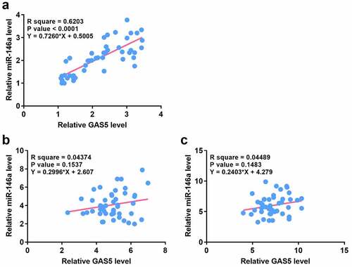 Figure 2. The expression levels of GAS5 and miR-146a were positively correlated across plasma samples from sepsis-ALI patients.