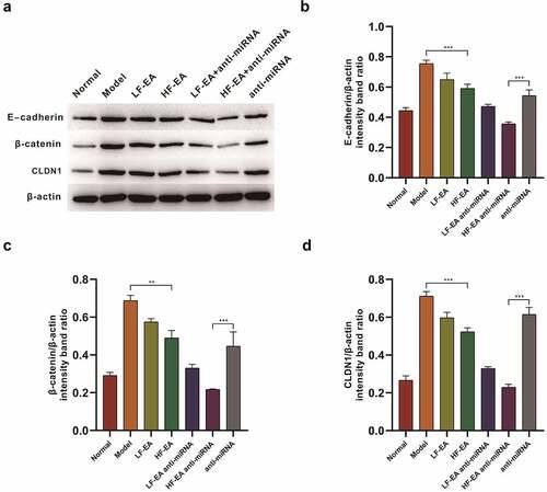 Figure 3. Western bolt assay on the effects of Electroacupuncture and miRNA-223-3p to adhesion factors (A) Expressions of E-cadherin, β-catenin and CLDN1 in rats’ endometrium of each group were measured by Western bolt.