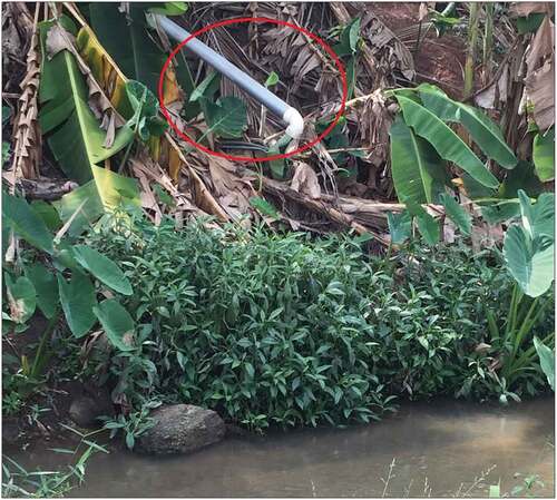 Figure 5. PVC pipe from a residential facility directed into the River Wiwi.