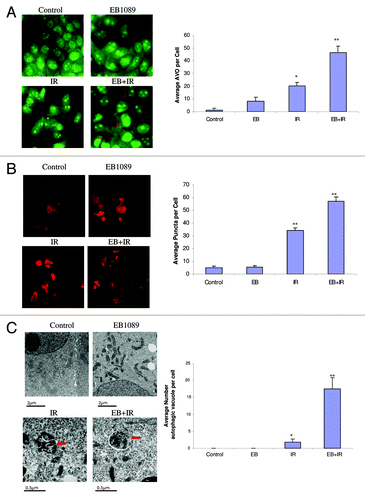 Figure 1. Promotion of autophagy by EB1089 + radiation in MCF-7 cells. (A) Acridine orange staining of autophagic vesicles. Cells were exposed to 100 nM EB1089 for 72 h alone, radiation alone (5×2 Gy administered over a period of 3 d) or EB1089 for 72 h, which was then removed and immediately followed by 5×2 Gy administered over a period of 3 d. AO images were taken 24 h post-irradiation using an inverted fluorescence microscope. Average number of AVOs per cell were counted in three fields for each condition and are represented in the right panel graph. (B) RFP LC3 punctate staining. MCF-7 cells stably transfected with RFP-LC3 were treated as in A and diffuse and punctate staining was monitored by fluorescence microscopy. Again, images were taken 24 h post-irradiation. Average number of puncta per cell were counted in three fields for each condition and are represented in the right panel graph. (C) Electron microscopy of autophagic vesicles. MCF-7 cells were treated as in (A) fixed and subjected to electron microscopy. Autophagic vacuoles are indicated by the arrows. Scale bars indicate magnification. Average numbers of autophagic vacuoles per cell were counted and are represented in the right panel graph.