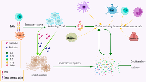 Figure 1 Reaction mechanism of anti-cancer T-cell engaging bispecific antibodies (BsAbs) after simultaneously link the tumor-associated antigen and CD3, bispecific antibodies (BsAbs) recruit immune cells such as T-cells close to the tumor and lead to the formation of an immune synapse. Formed synapses further induce activation and release of perforins and granzymes by activating immune activity of T-cells and finally result in T-cell-dependent cytotoxic lysis of the cancer cell. The products of cancer lysis also trigger the release of cytokines. Activated T-cells release interferon (IFN)-γ and tumor necrosis factor (TNF)-α, which further promotes the maturation of other immune cells including dendritic cells (DC), macrophages, nature kill (NK) cells, and endothelial cells. Mature immune cells release large amounts of cytokines, and these cytokines in turn activate T-cells and other immune cells.