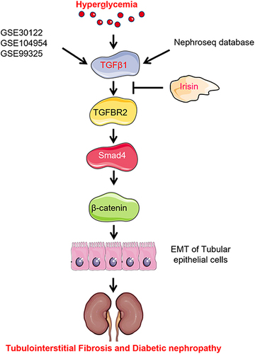 Figure 8 Schematic diagram of mechanism of irisin alleviating renal fibrosis in diabetes mice.