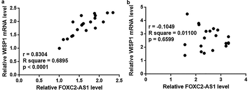 Figure 2. FOXC2-AS1 and WISP1 mRNA expression were positively correlated in mice with Dox-induced cardiotoxicity but not in healthy mice.Data here show the Pearson correlation coefficient analyses of the correlation between FOXC2-AS1 and WISP1 mRNA expression in mice with Dox-induced cardiotoxicity (a) and in healthy mice (b).