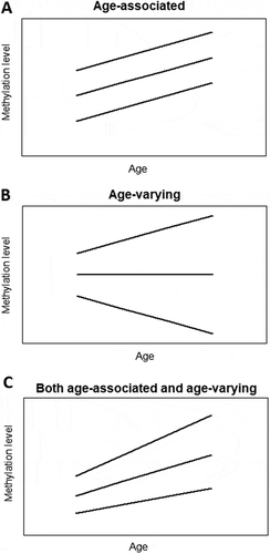 Figure 1. Simplified plots illustrating the concept of age-associated and age-varying methylation patterns. a) In age-associated methylation patterns, the average methylation level changes with age while the variability stays unchanged. b) In age-varying methylation patterns, the variance between individuals changes with age while the average methylation level does not change. c) In age-associated and age-varying methylation patterns, both average methylation level and between-subject variance change with age. Lines represent individual changes in methylation levels over time.