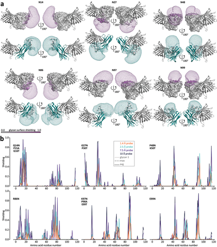 Figure 3. Molecular dynamics and GlycoSHIELD models of each of the selected single N-glycosylation site glycovariants. (a) GlycoSHIELD Man9GlcNAc2 conformation libraries (purple mesh) grafted into glycosylation sites Q14N, G27N, P48N, R86N, K97N and E99N in a modified structure of GBP with its antigen GFP (gray, PDB id 3OGO; Kubala et al., 2010). Shielding of the protein surface (shown in gray-to-purple surface gradient) was determined after calculating the solvent accessible surface area using the GlycoSHIELD script 23 with a 10.0 Å probe. Molecular dynamics simulations of the selected GBP single N-glycosylation site glycovariants in explicit solvent are represented below as cyan ‘cartoon’ ribbons, with glycan structures represented in ball-and-stick mode. The 0.5% space occupancy isocontours of a yeast Golgi-type Man9GlcNAc2 for N-glycosylation sites N14, N27, N48, N86, N97 and N99 are shown as cyan mesh. (b) GlycoSHIELD Man9GlcNAc2 shielding of the protein surface using four different probe sizes of 1.4 (orange), 2.5 (cyan), 7.5 (purple), and 10.0 (dark blue) Å.