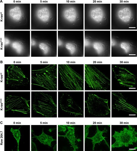 Figure 5 Differential dynamic changes of F-actin among K-raswt MIA PaCa-2 cells, K-rasG12C MIA PaCa-2 cells, and Raw 264.7 cells.Notes: (A) K-raswt MIA PaCa-2 cells and K-rasG12C MIA PaCa-2 cell nuclei were dyed by Hoechst 33342 after FBS starvation for 18 hours. BSA (100 µg/mL) was added to cells, which were imaged at different time points by macropinocytosis real-time imaging. Bars, 10 µm. (B, C) K-raswt MIA PaCa-2 cells, K-rasG12C MIA PaCa-2 cells, and Raw 264.7 cells were treated with BSA (100 µg/mL) for 0–30 minutes after FBS starvation for 18 hours. Afterward, the cells were fixed with 4% paraformaldehyde in PBS for 20 minutes and permeabilized with 0.1% Triton for 10 minutes. F-actin was stained with ActinGreen 488. From 0 to 30 minutes, F-actin running through K-raswt MIA PaCa-2 cells and Raw 264.7 cells existed steadily. On the contrary, after adding BSA for 5 minutes, K-rasG12C MIA PaCa-2 cells’ ventral F-actin began to decrease. At 10 minutes, ventral F-actin formed circular vesicle structures; at 20 minutes, F-actin was reorganized gradually, with the initial state restored at 30 minutes. Bars, 10 µm.Abbreviations: BSA, bovine serum albumin; FBS, fetal bovine serum.