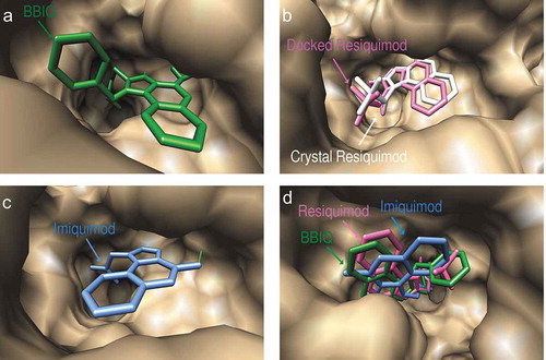 Figure 3. Predicted docked conformations of BBIQ (a), resiquimod (b) and imiquimod (c) to the ligand-binding site of human TLR7, showing predicted hydrogen bonds in green. Figure 3(b) shows a comparison of the predicted and crystal confirmed conformation of resiquimod in the hTLR7 binding pocket with a goodness of fit shown by the Root-mean-square-deviation (RMSD) value of 0.93 Å. Figure 3(d) shows the comparison of the predicted binding poses of BBIQ (in green), resiquimod (in pink) and imiquimod (in blue) in the hTLR7 binding pocket.