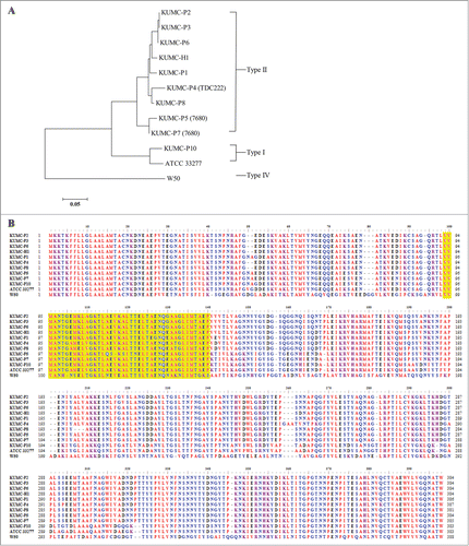 Figure 4. Analysis of P. gingivalis fimA sequences. Using the genomic DNA from 10 P. gingivalis clinical isolates, the entire coding area of fimA gene was amplified, sequenced, and translated into amino acid sequences. (A) A phylogenetic tree was constructed using the translated FimA sequences of 10 clinical isolates and 2 laboratory strains from the database by the neighbor-joining method. The scale bar represents genetic distance. (B) The translated amino acid sequences were aligned and yellow shaded area represents the epithelial binding domain of P. gingivalis fimbriae.Citation40