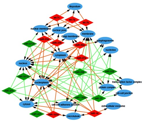 Figure 5 Analysis of cellular components. Gene Ontology (GO) enrichment analysis of cellular components of the target genes showed a functional network.