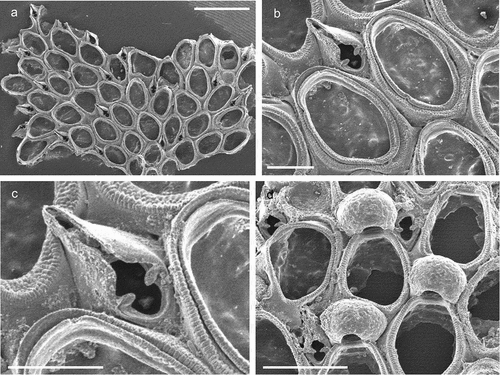 Figure 4. Copidozoum planum. (a). Colony. (b) Autozooids with interzooidal avicularium and secondary mural rims, indicating reparative growth by means of intramural budding. (c) Close up of the avicularium. H. Maternal zooids with ovicells. Scale: (a) 1 mm; (b, c) 200 µm; (d) 500 µm.