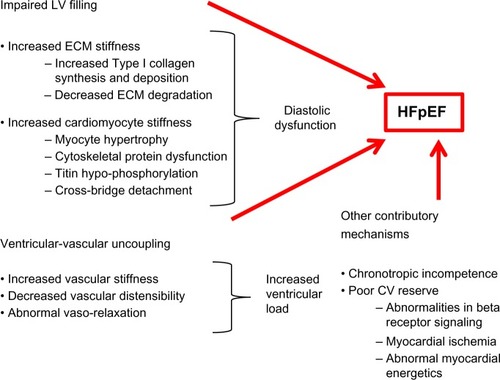 Figure 1 Multiple factors that contribute to the pathophysiology of HFpEF.
