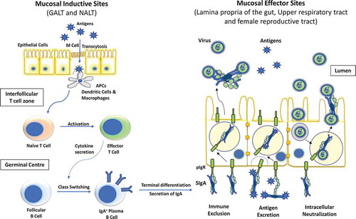 Figure 1. Diagrammatic representation of inductive and effector sites for mucosal immunity. Two most important mucosal inductive sites are gut-associated lymphoid tissue (GALT) and nasopharynx-associated lymphoid tissue (NALT). These inductive sites are lined with follicle-associated epithelium which consists of microfold (M) cells responsible for the transport of antigens to the antigen presenting cells (APCs). These APC’s then trigger the cellular immunity by activating effector T cells which in turn elicit the IgA class switching in follicular plasma B cells. These IgA producing B cells then reach the effector sites through systemic circulation and release secretory IgA (sIgA). The polymeric immunoglobulin receptor (pIgR) located at the basal surface of effector sites, such as lamina propria etc. transfers sIgA to the luminal surface, where it inhibits the pathogen by three different mechanisms, namely, immune exclusion, antigen excretion, and intracellular neutralization