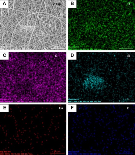 Figure 2 SEM image and EDAX mapping of P8 film surface.Notes: (A) Surface morphology; (B–F) distribution of chemical composition respective for O, C, Si, Ca and P. P8 represents the PLGA scaffold coated by MBG precursor solution for 8 times.Abbreviations: SEM, scanning electron microscopy; EDS, energy dispersive spectrometer; MBG, mesoporous bioactive glass; PLGA, poly(lactic-co-glycolic acid).