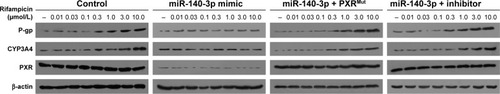 Figure 2 Transfection of miR-140-3p inhibited the expression of PXR downstream genes.