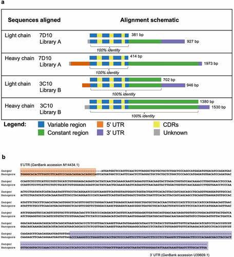 Figure 3. Antibody sequences from libraries A and B align with 100% accuracy to the 7D10 and 3C10 sequences. (a) Schematic of alignment of 7D10 and 3C10 antibody chains, as derived from Sanger (top row) and Nanopore (bottom row) sequencing methods. Additional bases present in the Nanopore sequence have been annotated with BLAST as indicated. Short sequences at the beginning of reads (gray) were sometimes unable to be annotated with BLAST, nor did they match the primer sequences used during library preparation. (b) Sequence alignment of the light chain sequence of 3C10 as derived from Sanger (top row) and Nanopore (bottom row) sequencing methods. Additional bases present in the Nanopore sequence have been annotated with BLAST. Regions highlighted as in Figure 3a. See Supplementary Figures 1–3 for other chains of 7D10 and 3C10.