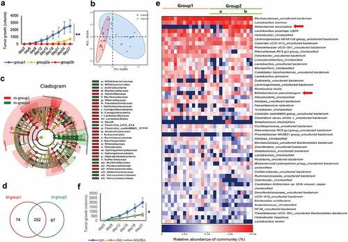 Figure 1. Analysis of gut microbiome community and diversity in lung cancer mouse model. a Identification of three groups after injection of Lewis lung cancer cells based on tumor appearance and growth rate: normal tumorigenesis (group 1), slow tumorigenesis (group 2a) and non-tumorigenesis mice (group 2b). b Principal coordinate analysis (PCoA) using weighted-UniFrad of beta diversity. c Taxonomic Cladogram from LEfSe, depicting taxonomic association from between microbiome communities from group 1 and group 2. Each node represents a specific taxonomic type. Red nodes denote the taxonomic types with more abundance in group 1 than in group 2, while the green nodes represent the taxonomic types more abundant in group 2. d The Venn diagram illustrates the overlapped OTUs between group 1 and group 2. e Heatmap of selected most differentially abundant features at the species level. Arrow heads highlighting the taxa enriched in the fecal samples of group 2b (non-tumorigenesis mice). The blue color represents less abundant, red represents the more abundant. f Oral administration of Akk or combined with Bifidobacterium pseudolongum influences the outcome of tumorigenesis. Data are shown as mean ± SEM and were analyzed by ordinary one-way ANOVA. *P < .05; **P < .01.