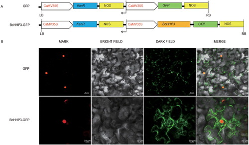 Figure 6. Subcellular localization of BcHHP3 in tobacco cells. Constructs were used in the experiments (A). BcHHP3-GFP were transferred to tobacco cells through injecting leaves to test and verify the subcellular localization of BcHHP3 (B). The upper panel shows mark, bright field, dark field and merge images of the GFP control; the lower panel shows mark, bright field, dark field and merge images of BcHHP3-GFP.