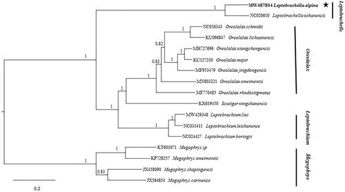 Figure 1. The Phylogenetic tree based on 17 mitogenome sequences of the family Megophryidae by Bayesian inference.