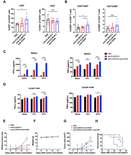 Figure 4 Anti-CLDN18.2-anti-CD28 mainly reduced the tumor burden by activating long-term tumor-specific T cells in TME. (A–D) C57BL/6 mice were inoculated subcutaneously with 2.5×105 B16-OVA-CLDN18.2 cells on day 0. Vehicle buffer (PBS), anti-CLDN18.2, and bispecific antibody (anti-CLDN18.2-anti-CD28) were peri-tumor-injected on days 8 and 11. Mice were euthanized on day 13. Percentage of CD8+ or CD4+ T cells (A) in tumor-infiltrating myeloid populations and expression of CD69 on CD8+ or CD4+ T cells (B) in tumor-infiltrating lymphocytes were analyzed on day 13. (C and D) Splenic and lymph node cells from mice were separated and incubated in the absence or presence of OT-I or OT-II peptide. IFN-γ and TNF-α in the supernatants of splenocyte (C) and lymph node cell (D) cultures were measured after 48 h; n = 5. (E and F) C57BL/6 mice were inoculated subcutaneously with 2.5×105 B16-OVA-CLDN18.2 tumor cells. Tumor size (E) and weight (F) of mice. Black arrows indicate the time points of antibody injection; n = 5–6. (G and H) Mice inoculated subcutaneously with B16-OVA-CLDN18.2 were treated with vehicle buffer and anti-CLDN18.2-anti-CD28 with or without deletion antibody (anti-CD8) on days 8 and 11. The tumor size (G) and survival curves (H) were measured and recorded, respectively. Black arrows indicate the time points of antibody injection; n = 6. Statistical significance of survival experiments was determined using the Mantel-Cox test. All the data are shown as means ± SEM; *P < 0.05, **P < 0.01, ***P < 0.001.