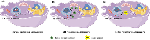 Figure 4 Schematic diagram of the release of endogenous stimulus-responsive nanocarriers under stimulus. (A) Enzyme-responsive nanocarriers. (B) pH-responsive nanocarriers. (C) Redox-responsive nanocarriers. (by Figdraw).