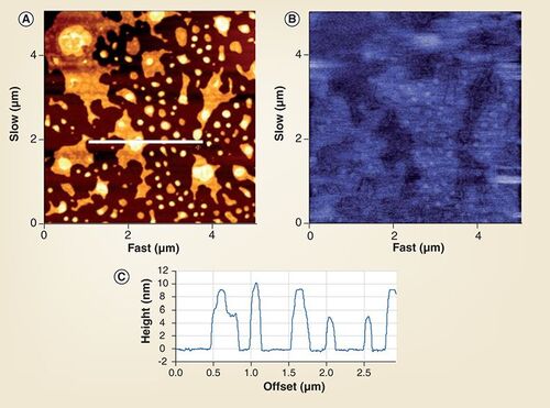 Figure 5. Images obtained by atomic-force microscopy approaches (A) Atomic-force microscopy images, (B) Kelvin force probe microscopy images and (C) Cross-section plot, animal lipid-extract surfactant film (bles) supported on mica.Reprinted with permission from Citation[13] © Elsevier.
