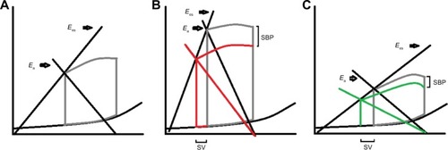 Figure 2 Effect of changes in arterial elastance (Ea) in SBP and SV.