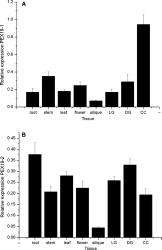 Figure 2.  Expression profiles of Arabidopsis PEX19-1 and PEX19-2 in different tissues. Starting quantity values as determined from a standard curve derived from a serial dilution of a pool of cDNA comprising equal volumes of each cDNA are plotted for each tissue. Each value is the mean±SE of six values (2 biological replicates with 3 technical replicates of each sample), except PEX19-1 in silique which is the mean±SE of 5 values (2 biological replicates with 2 and 3 technical replicates respectively). DG, LG stands for dark grown and light grown seedlings respectively; CC stands for cell culture.