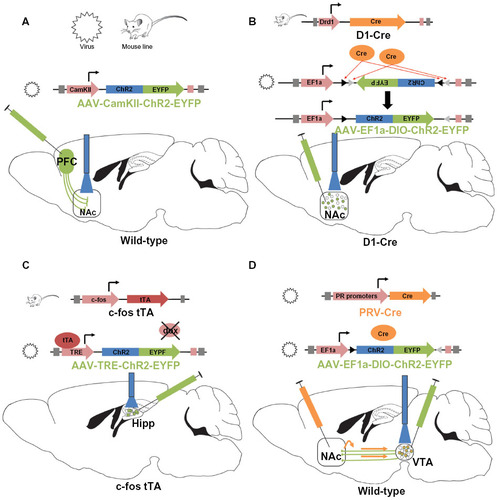 Figure 1 Common schemes utilized for optogenetic manipulation of neuronal subtypes.