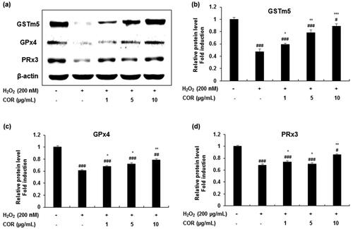 Figure 2. The effect of cordycepin (COR) on the protein expression of antioxidant enzyme in hydrogen peroxide (H2O2)-induced TM3 cells. (a) Protein expression of GSTm5, GPx4, and PRx3 analysed by western blotting. (b-d) Relative expression levels (fold) of GSTm5, GPx4, and PRx3 in three independent experiments, respectively. β-Actin was used as an internal control. The data are expressed as the mean ± SD (n = 6). #p < 0.05, ##p < 0.01 and ###p < 0.001 compared with control. *p < 0.05, **p < 0.01 and ***p < 0.001, compared to cells exposed to H2O2. GSTm5: glutathione-S-transferase m5, GPx4: glutathione peroxidase 4 and PRx3: peroxiredoxin 3.