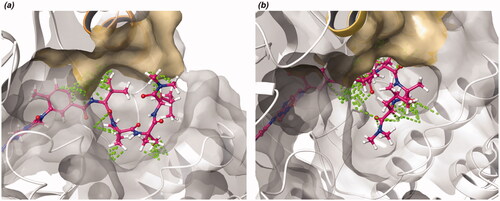 Figure 5. (a) Analysis results of Lck and superimpose of turn scaffold of 7a at the allosteric site by using WaterMap application. (b) Analysis results of Lck and superimpose of turn scaffold of 7c, which is enantiomer of 7a at the allosteric site by using WaterMap application. (green dashed line: van der Waals interaction).