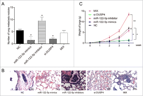Figure 6. MiR-122-5p inhibited pulmonary tumor metastasis by repressing DUSP4 in vivo (A) The number of murine pulmonary nodules determined by dissecting microscope. The number of mice lung metastasis nodules in miR-122-5p mimics group or si-DUSP4 group remarkably decreased, while that in miR-122-5p inhibitor group conspicuously increased. The number of mice lung metastasis nodules in Mix group was equivalent to that in NC group. (B) HE staining was conducted to detect the number of lung metastatic nodules after tail vein injection. The lungs of mice injected with transfected cells in miR-122-5p mimics group or si-DUSP4 group had almost no visible metastatic nodules, while that of mice in miR-122-5p inhibitor group was fully covered with nodules. (C) The lung weight of mice in miR-122-5p mimics group or si-DUSP4 group decreased significantly, whereas that of mice in miR-122-5p inhibitor increased sharply. There was no significant difference between Mix group and NC group in terms of lung weight. *P < 0.05, **P < 0.01, compared with NC group.
