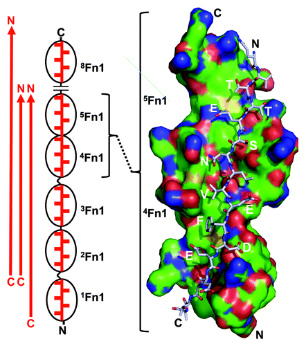Figure 1. Tandem β-zipper formation of segments of bacterial surface proteins with N-terminal Fn1 modules of fibronectin. The segments, which by themselves are intrinsically disordered and elongated (red arrow), bind to multiple Fn1 modules (black ovals). Binding is driven by backbone hydrogen bonds between the segment and E-strands of the Fn1 modules and favorable interactions of segment side chains with the surface of the modules. Such interactions are illustrated on the right with a space-filling model of 4,5Fn1 interacting with a stick model of a segment of S. aureus FnBPA (based on crystal structure PDB 2RL0_BC12). Note that stick model zigzags through a broad binding groove with alternate side chains (indicated in 1-letter code) extending perpendicularly to either side. Segments have been identified that interact with 1-5Fn1, 2-5Fn1, or 2-5Fn1 and 8Fn1 (left). When the interacting side chains are included, the arrangement does indeed look like a zipper (left). N- and C-termini are labeled to emphasize the anti-parallel nature of the interaction.