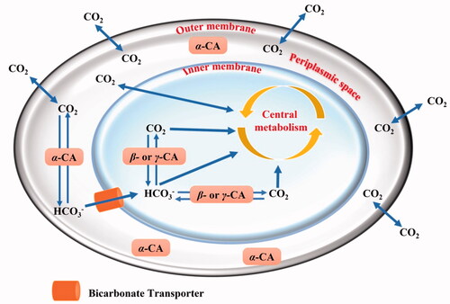 Figure 1. Schematic representation of a gram-negative bacterium with the inner and outer membranes delimiting the periplasmic (in white) and cellular cytoplasm (in light blue). The passive CO2 diffusion through the bacterial cell and the bicarbonate transporter (orange colour), which actively vehicles bicarbonate from the periplasmic space to the cytoplasm are shown together with various CAs and their putative role(s).