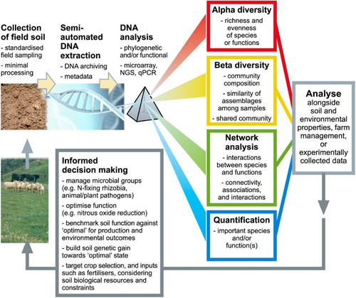 Figure 1. Pipeline of analysis of environmental genomics for applied pastoral productive and environmental outcomes. Collection of soil for environmental genomics can (and should) be made alongside analysis of other soil properties (pH, C, N, P, S, etc). Standard field sampling (corer with numerous subsamples across the field) and homogenisation of the soil sample allows for representative ‘DNA’ to be extracted. Extraction of eDNA from soils is now routine, with commercially available kits and service providers. Analysis of eDNA can be conducted using a range of different methods, most of which are accessible through service providers. Routine analysis, such as qPCR, can be conducted by most biologically focused research institutes. The approach for data will be highly dependent on the intended use for the researcher or farmer. For example, understanding how farm management pathways result in emergence of soil-borne disease suppression; this will require highly complex analysis based on ecosystem reconstruction. Many farmers, however, maybe interested in detection of key genes of interest for their farming system; e.g. are there sufficient rhizobia in the soil to enable clover nodulation, or what is the disease and pathogen load of a soil before pasture renovation (allowing for targeted pesticide use)? These analyses, therefore, enable ‘informed decision making’ that takes into consideration soil biological resources. The use of this approach builds, over time, an understanding of the normal operating range of farming systems, identifies new opportunities to alter the trajectory of emergence of functions, and provides a basis to benchmark performance and ideally build genetic gain.