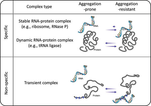 Figure 8. Proteome solubility maintenance through association with RNAs. The diagram illustrates the proteome associated with RNAs. Specific interactions involve the formation of stable and dynamic RNA-protein complexes. Non-specific interactions cover transient associations with RNAs, serving as molecular crowders within the cellular milieu.