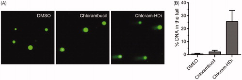 Figure 4. Effect of chloram-HDi on DNA damage in HL-60 cells. (A) Fluorescent images of DNA from chlorambucil or chloram-HDi treated HL-60 cells in comet assay. HL-60 cells were treated with chlorambucil (10 μM) and chloram-HDi (10 μM) for 24 h and then subjected to comet assay. DMSO is used as a negative control. (B) Comet assay results are graphed as median % DNA in the tail ± SD (n = 4).