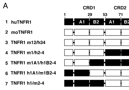 Figure 8 (A) Epitope mapping of ATROSAB and H398 using wild-type and chimeric human/mouse TNFR1-Fc fusion proteins. Antibodies (0.1 nM) were analyzed by ELISA for binding to the TNFR1-Fc fusion proteins. His-tagged human TNF (huTNF) was included as control. (B) Sequence comparison of the identified epitope region (aa 1–70) of human (huTNFR1), mouse (moTNFR1) and rhesus (rhTNFR1) TNFR1. Cysteine residues are marked with grey boxes and the two positions (P23, Q24) analyzed by site-directed mutagenesis are marked by asterisks.