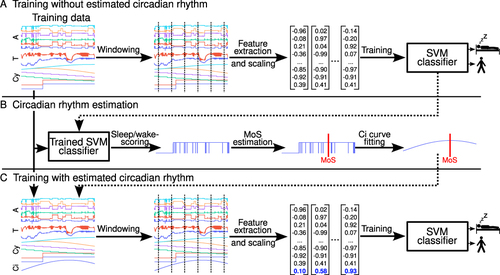Figure 2 The three panels (A-C) illustrate the stepwise procedure used to train the machine learning (ML) model. In the first step (A), the ML model was trained using features derived from accelerometry (A), skin temperature data (T), and cyclic time (Cy). In the second step (B), the initial ML model trained in the first step was used to predict sleep/wake and determine the mid-point of sleep (MoS). A cosine wave with 24 h wavelength and maximum value at the MoS was used for the circadian rhythm curve approximation. In the third step (lower panel), the ML model was trained using all feature input (ie, A, T, Cy, and Ci).