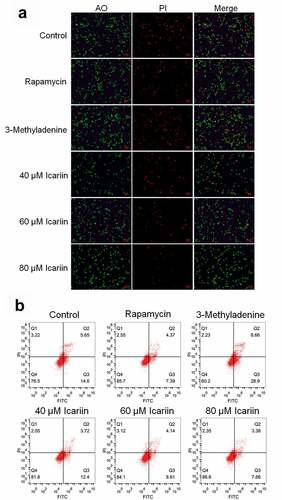 Figure 2. Apoptosis in OA chondrocytes was significantly alleviated by icariin. (a). AO-PI staining was used to evaluate the apoptotic state of treated chondrocytes. Fluorescence intensity was decreased in the rapamycin and icariin groups and increased in the 3-methyladenine group. (b). Flow cytometry was used to determine the apoptotic rate of treated chondrocytes. Apoptotic rate was decreased in the rapamycin and icariin groups and increased in the 3-methyladenine group