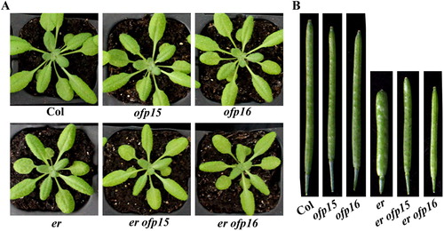 Figure 2. Phenotypes of er ofp15 and er ofp16 double mutants. (A) Morphology of the Col wild type, er, ofp15 and ofp16 single mutants, and er ofp15 and er ofp16 double mutants. All the plants were grown side by side in soil pots. Plants ∼4-week-old were photographed by using a digital camera. (B) The fourth silique from main inflorescence of Col wild type, er, ofp15 and ofp16 single mutants, and er ofp15 and er ofp16 double mutants. All the plants were grown side by side in soil pots. Morphology of siliques in ∼7-week-old plants were observed and photographed by using a digital camera.