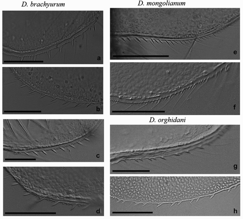 Figure 3. Armament of postero-ventral valve margins of D. brachyurum (a – Boczne; b – Kierzlińskie; c - Buwełno; d – Siemianówka), D. mongolianum (e, f - Siemianówka), and D. orghidani (g – Siemianówka; h - Oder River-warm canal). Scale bars are 50 µm.