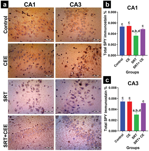 Figure 10. Impact of sertraline (SRT) and Cyperus esculentus extract (CEE) treatment on synaptogenesis in rat’s brain hippocampus. (a) Representative micrographs of SYP hippocampus regions (CA1, CA3) (X400). (b) Mean expressional levels of SYP in immunostained sections. Bars (mean ± SD) labeled with different letters indicate significant differences: asignificant variation with the control group, bwith the CEE group, cwith the SRT group, and dwith the SRT+CEE group.