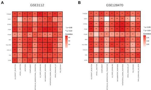 Figure 8 Relationship between the hub genes and potential pathways, biological processes of IBM (A and B) The heatmap showing the 10 hub genes positively correlated with the potential pathways and biological processes in GSE3112 and GSE128470. Red represents a positive correlation.