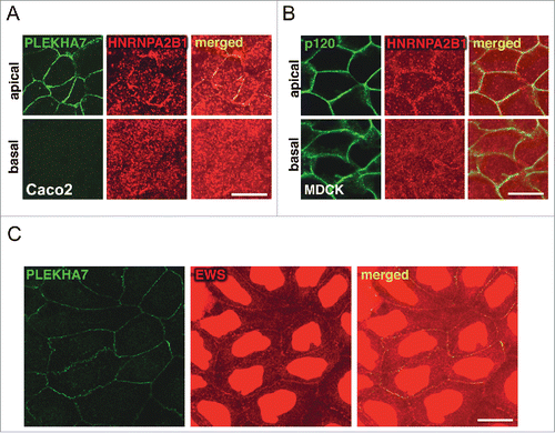 Figure 3. PLEKHA7 associates with accessory RNA-binding proteins at the ZA. (A-B) Polarized Caco2 and MDCK cells were subjected to IF for PLEKHA7 and HNRNPA2B1. (C) Non-polarized Caco2 cells, stained by IF for PLEKHA7 and EWS. Scale bars: 20 μM