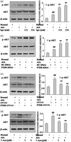 Figure 6. PTEN may modulate FLSs pro-inflammatory cytokines and chemokines and be closely associated with AKT signaling pathway. (a) The protein level of p-AKT was analyzed by Western blotting in FLSs with bpv. (b) The protein level of p-AKT was analyzed by Western blotting in FLSs with PTEN-RNAi. (c) The protein level of p-AKT was analyzed by Western blotting in FLSs with PTEN-GV141. (d) The protein level of p-AKT was analyzed by Western blotting in FLSs with over expression vector 5-Aza. All values were expressed as mean ± SD. #p < .05, ##p < .01 vs. normal group. **p < .01 vs. AIA group.