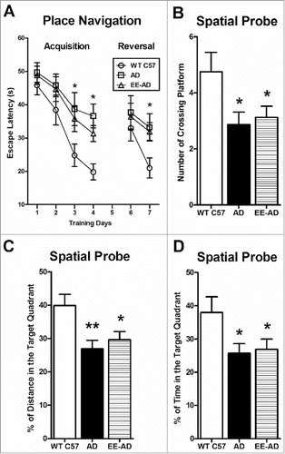 Figure 6. The mice previously raised in EE represent no difference with the AD mice, In the place navigation (A), the wild type C57 spent significantly less time to find the platform. In the spatial probe (B-D), the wild type C57 spent more times and distance in the target quadrant than the other two groups. *P < 0.05, compared with wild type C57.