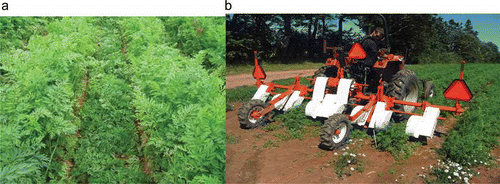 Fig. 1. a, A view between rows in a carrot field following trimming of the foliage, showing the cuts left by the trimmer coulters, and the detached foliage in the furrow. b, Prototype carrot foliage trimmer (CFT) designed and built by Agriculture and Agri-Food Canada, Charlottetown, PE.