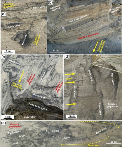 Figure 5. Black sand concentrates formed by active surficial recycling at Waipapa beach. (a) Wind erosion of a Millennial dune (top) is disrupting and recycling black sand into a surficial down-slope avalanche of black sand on active dune sand. (b) Eroded face of a Millennial dune with aeolian black sand layers that are locally collapsing with coherent blocks (left and right). The blocks have disintegrated at the bottom of the image into down-slope avalanches. (c) Close view of the avalanching surface of a Millennial dune, excavated at the base, showing differential sorting to create new black sand layers sub-parallel to the avalanching surface. (d) Actively blowing dune sand, with black sand accumulating on the windward side (left) of blades of grass. (e) Irregular accumulations of heavy minerals (sorted into black and green portions) on the storm beach where storm waves have eroded black sand layers from dunes immediately up-slope.